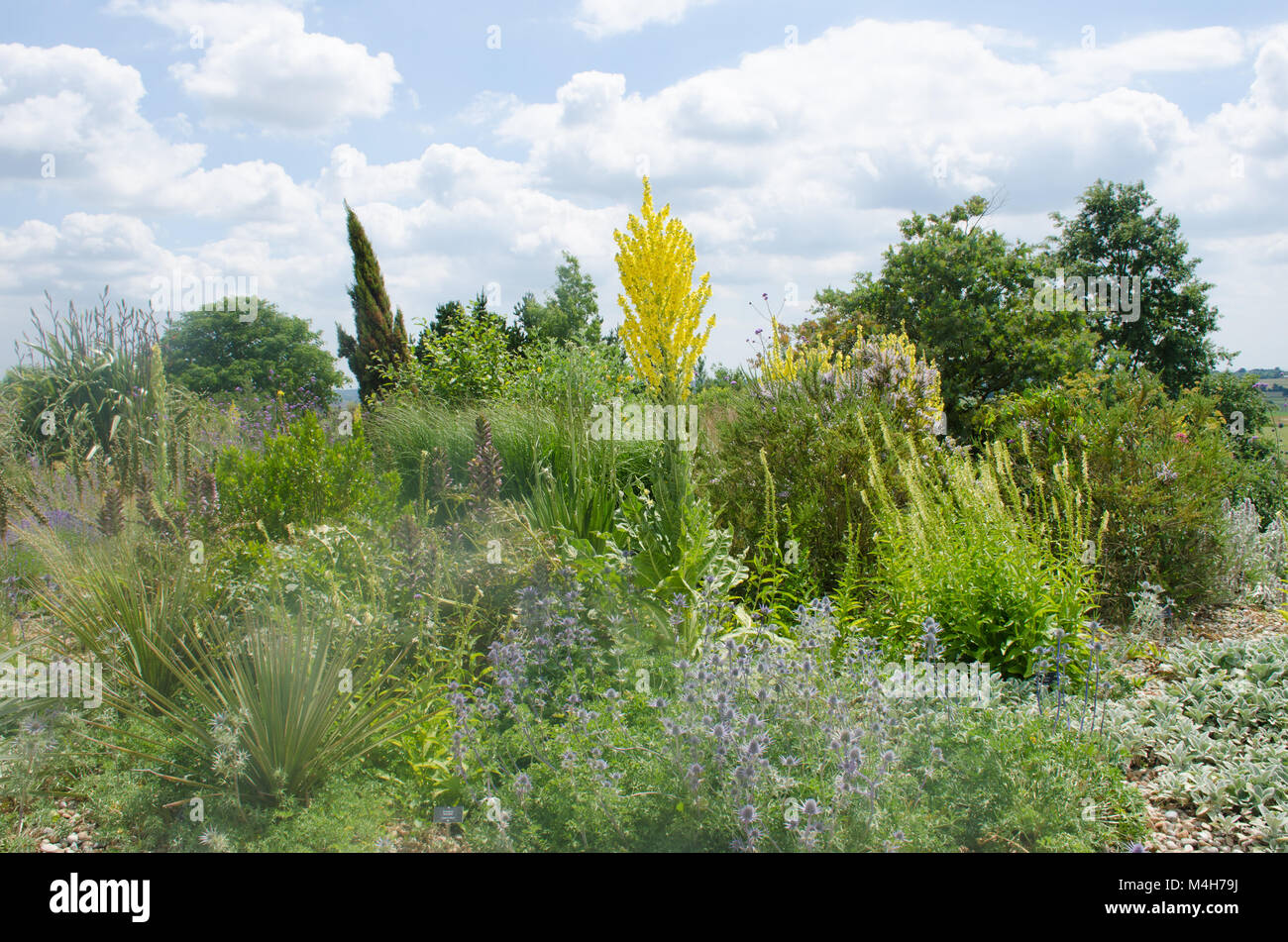 Inglese Il Giardino a secco con differenti tipi di piante Foto Stock