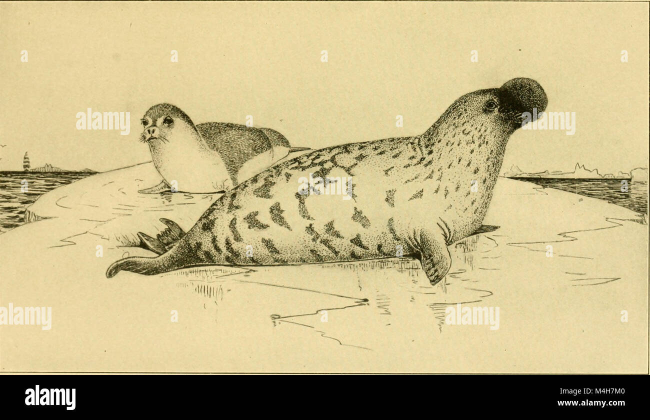 Relazione annuale del New Jersey e il Museo di Stato (1907) (19339311366) Foto Stock