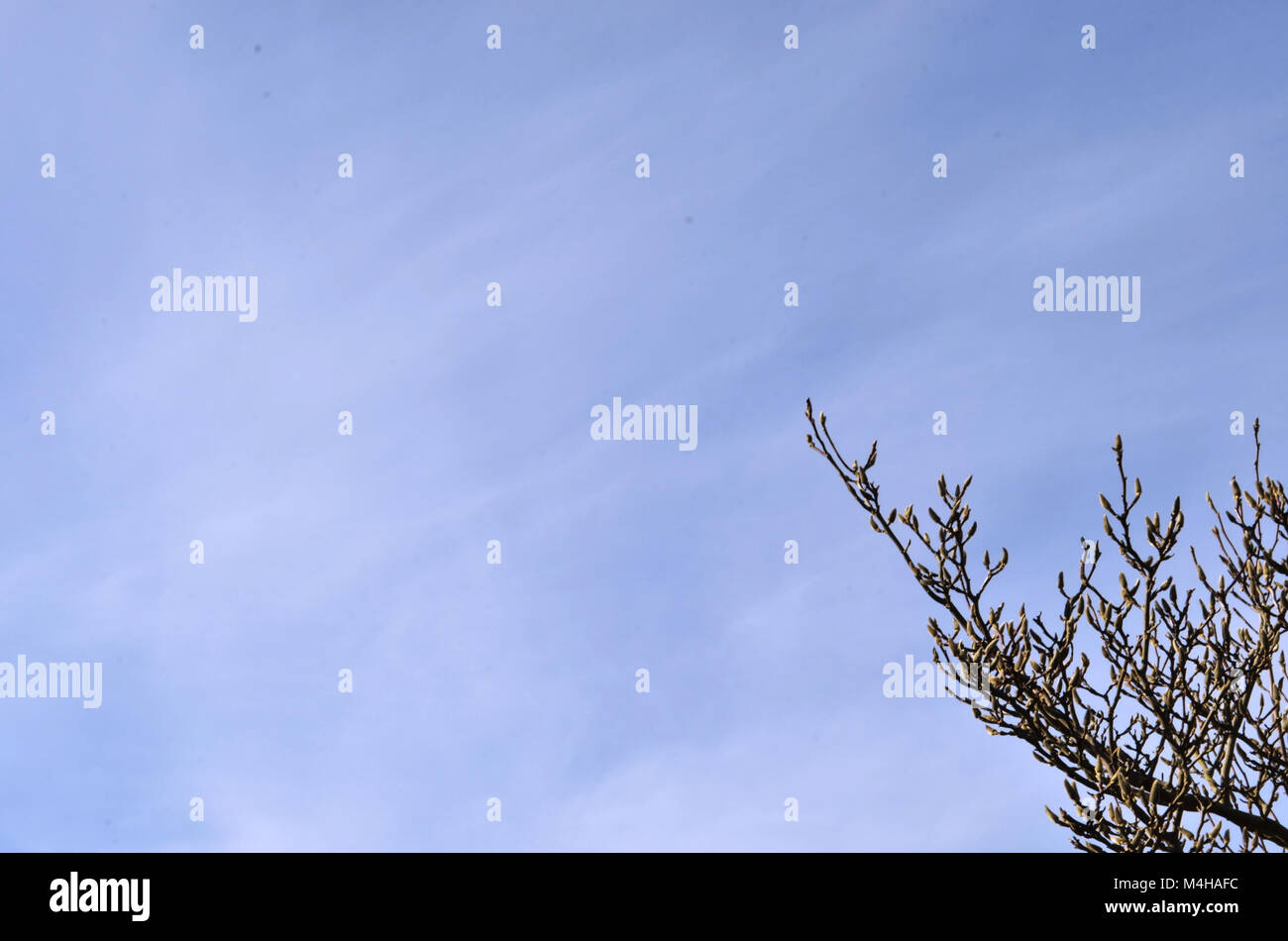 Cielo blu con nuvole e la filiale Foto Stock