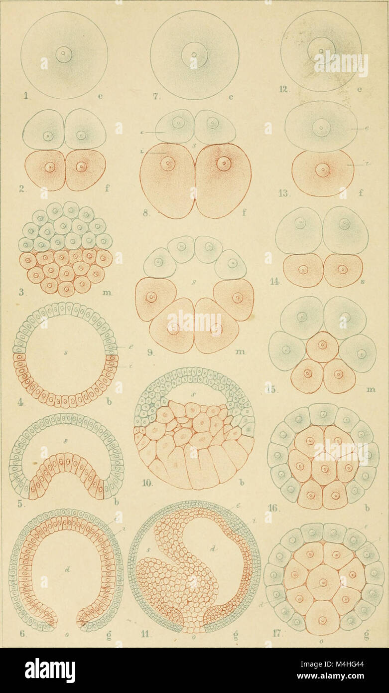 Un lavoro in lingua tedesca del 1877 sullo sviluppo umano, che copre l'embriologia e la filogenesi. Foto Stock