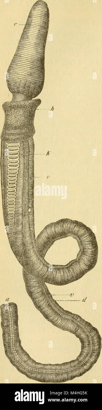 *Anthropogenie; oder, Entwickelungsgeschichte des Menschen* (1891) esplora la storia dello sviluppo degli esseri umani, dagli stadi embrionali al lignaggio evolutivo. Copre le origini dell'umanità, analizzando sia lo sviluppo individuale (ontogenia) che quello delle specie (filogenia), fornendo informazioni sull'evoluzione umana e l'antropologia. Foto Stock