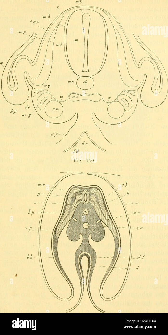 Questo lavoro del 1891 esplora la storia dello sviluppo umano, coprendo sia fasi embrionali (ontogenia) che evolutive (filogenia), esaminando lo sviluppo umano dal concepimento alle origini evolutive. Foto Stock