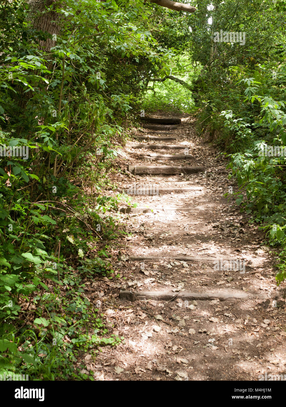 Pubblico passeggio attraverso una fitta foresta nel Regno Unito Foto Stock