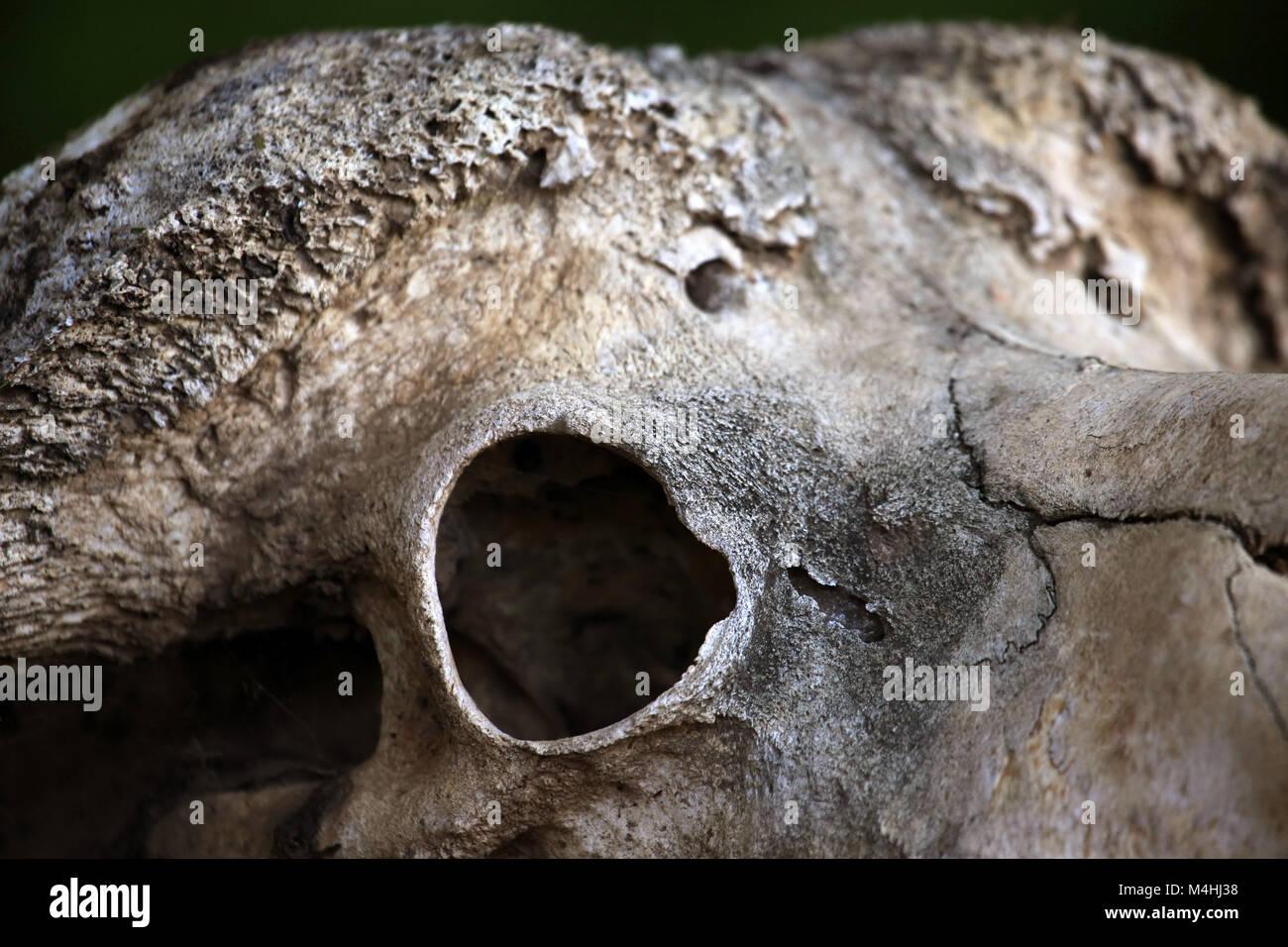 Vecchio cranio di una vacca di manzo close-up Foto Stock