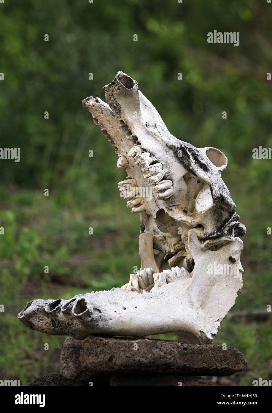 Vecchio cranio di un ippopotamo close-up Foto Stock