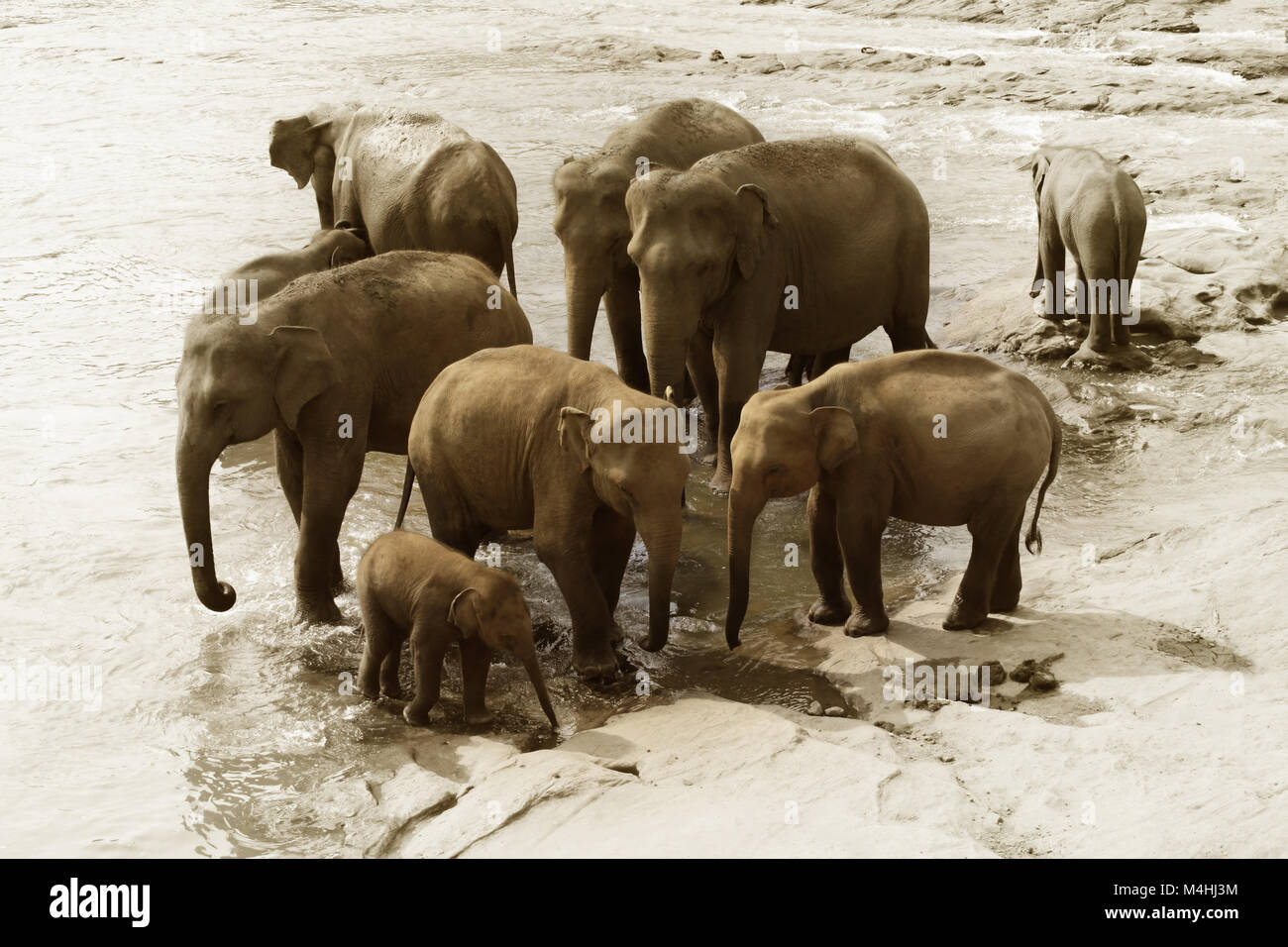 Famiglia di elefanti indiani Foto Stock