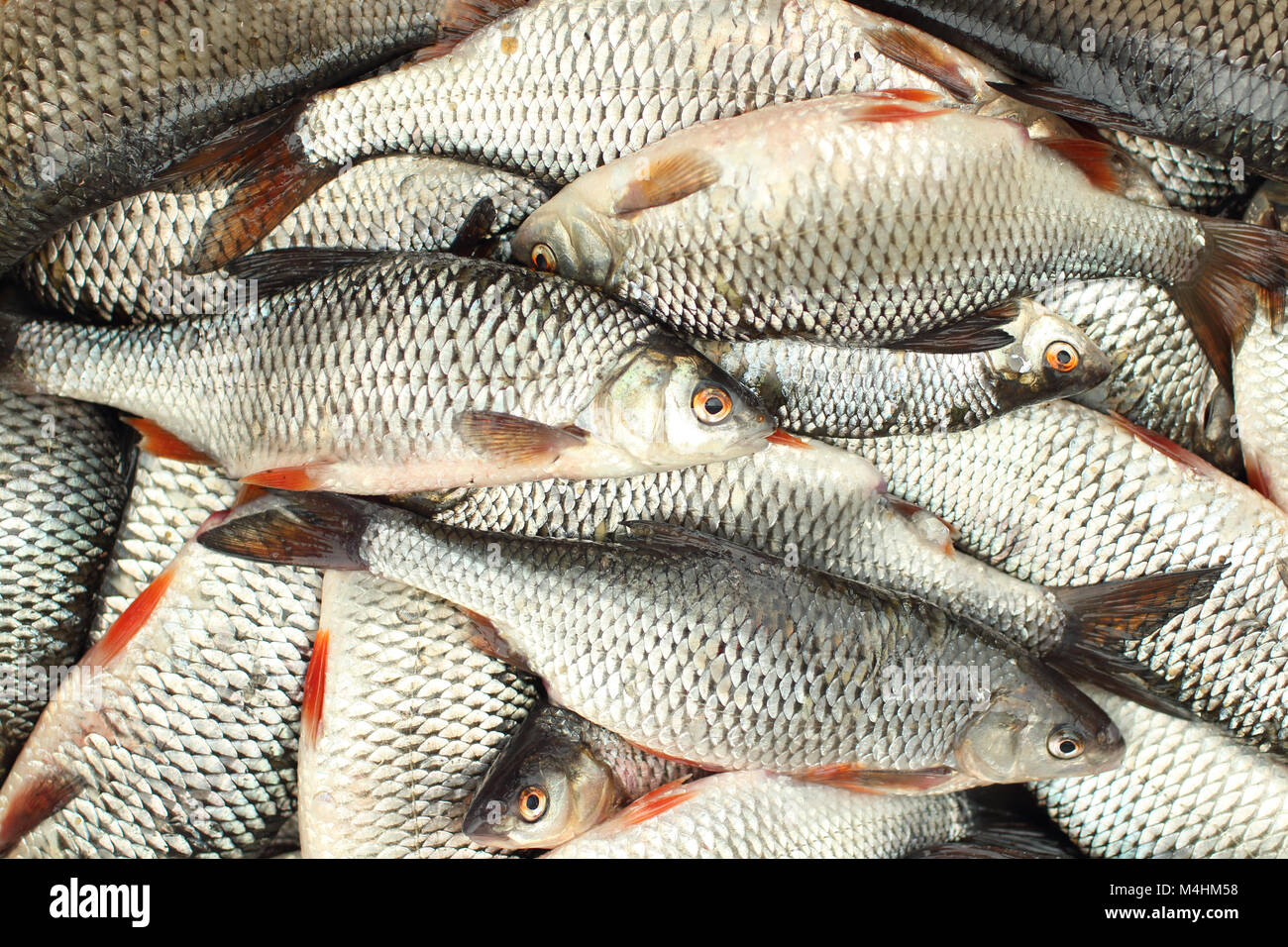 Leucisco di cattura lo sfondo di pesca Foto Stock