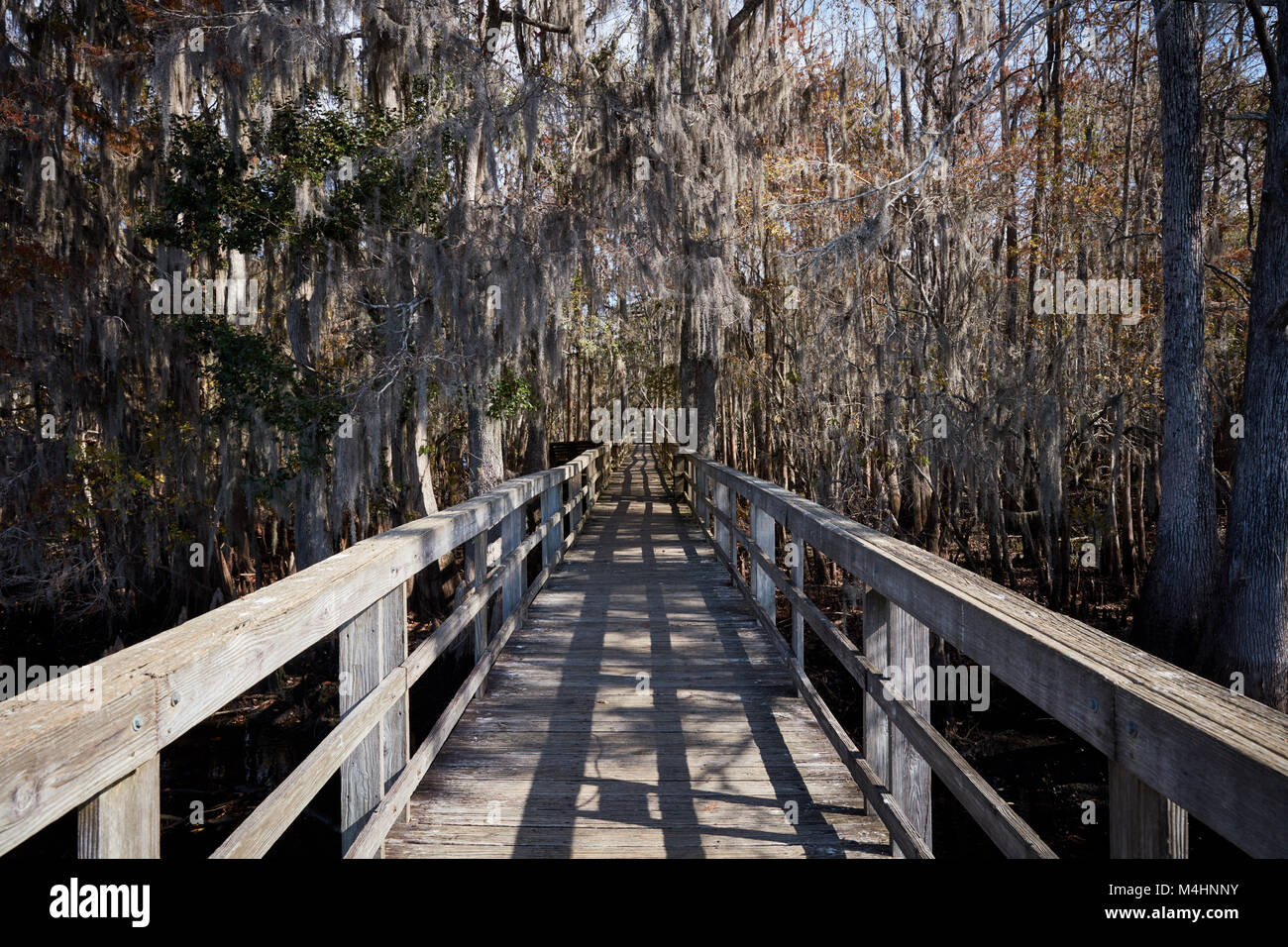 Il Boardwalk attraverso la palude di cipressi, lamantino Springs State Park, Florida Foto Stock