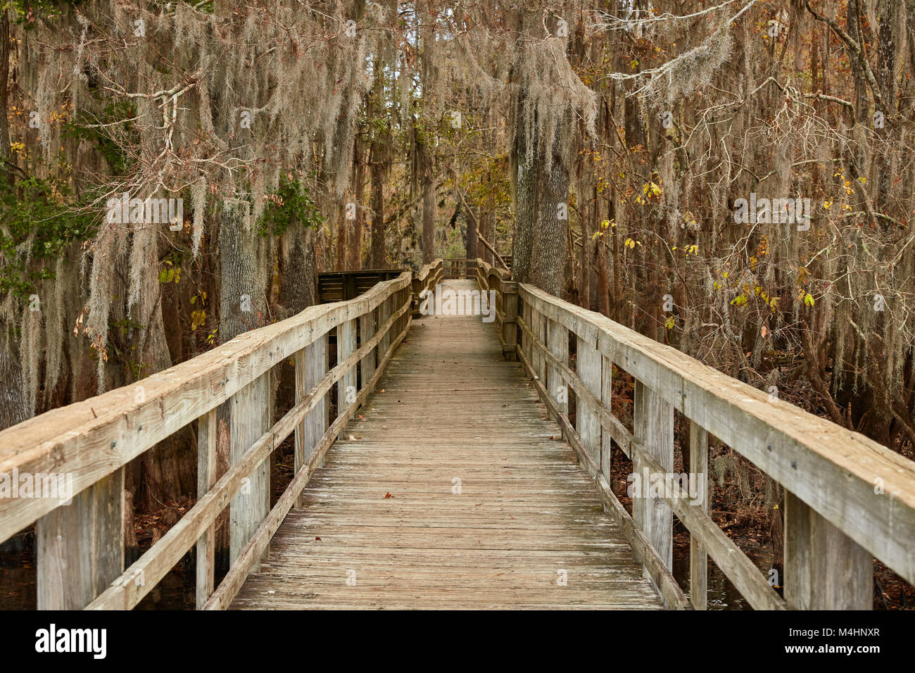 Il Boardwalk attraverso Cypress swamp al lamantino Springs State Park, Florida Foto Stock