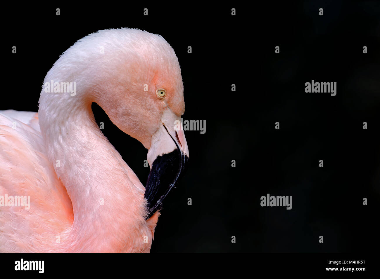 Fenicottero maggiore Foto Stock