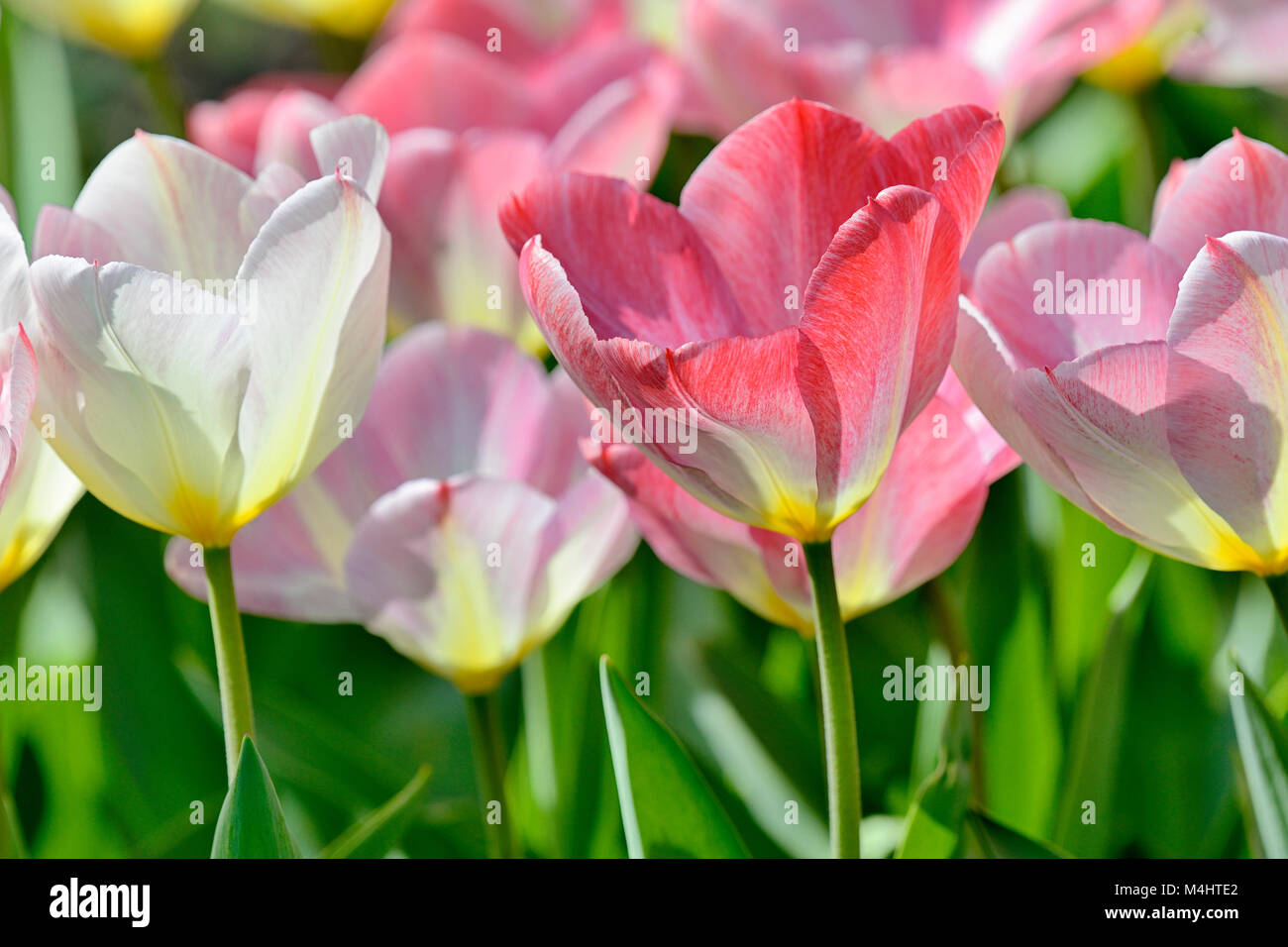 I tulipani (Tulipa), tulip letto con rosa e fiori rossi, close-up, Germania Foto Stock