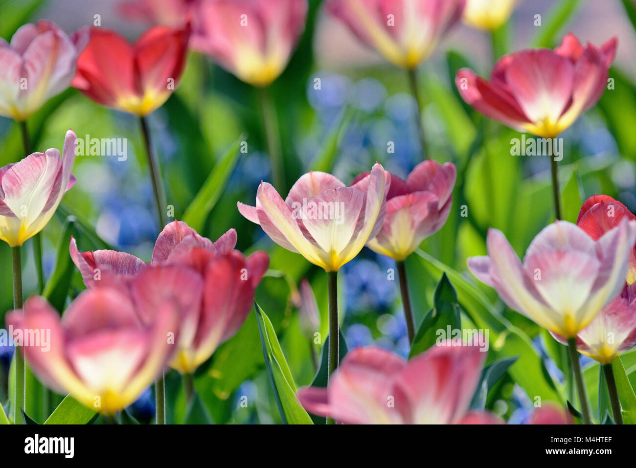 I tulipani (Tulipa), tulip letto con rosa e fiori rossi, close-up, Germania Foto Stock