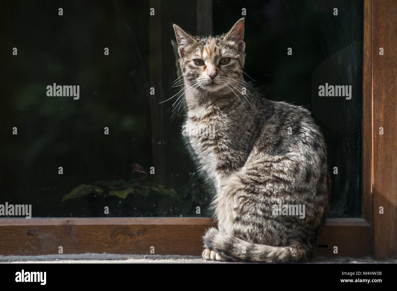 Tabby street cat Foto Stock