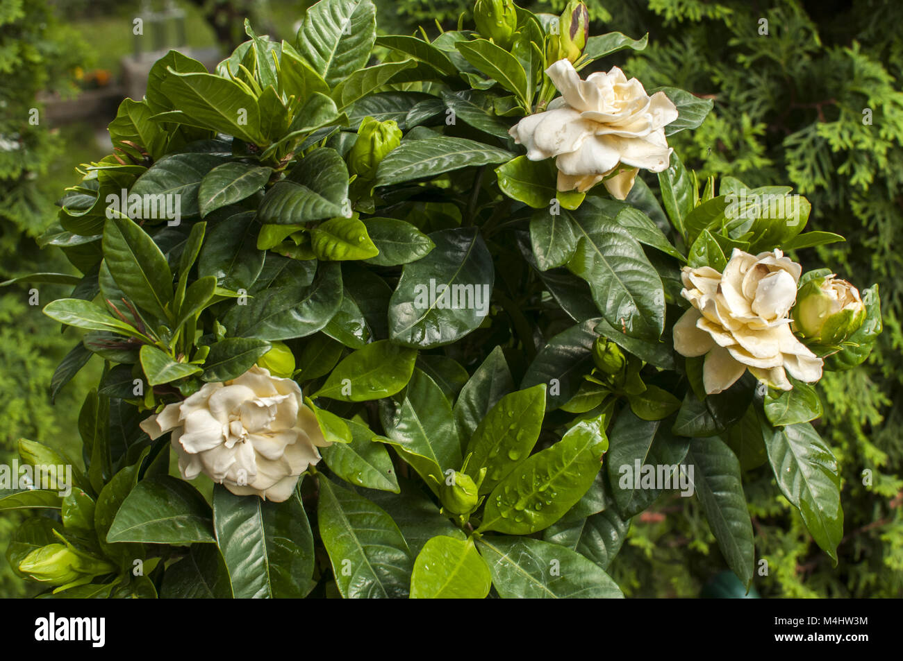 Fioritura laurel tree closeup Foto Stock