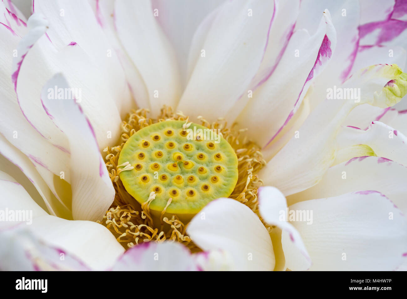 Il buddha fiore di loto closeup Foto Stock