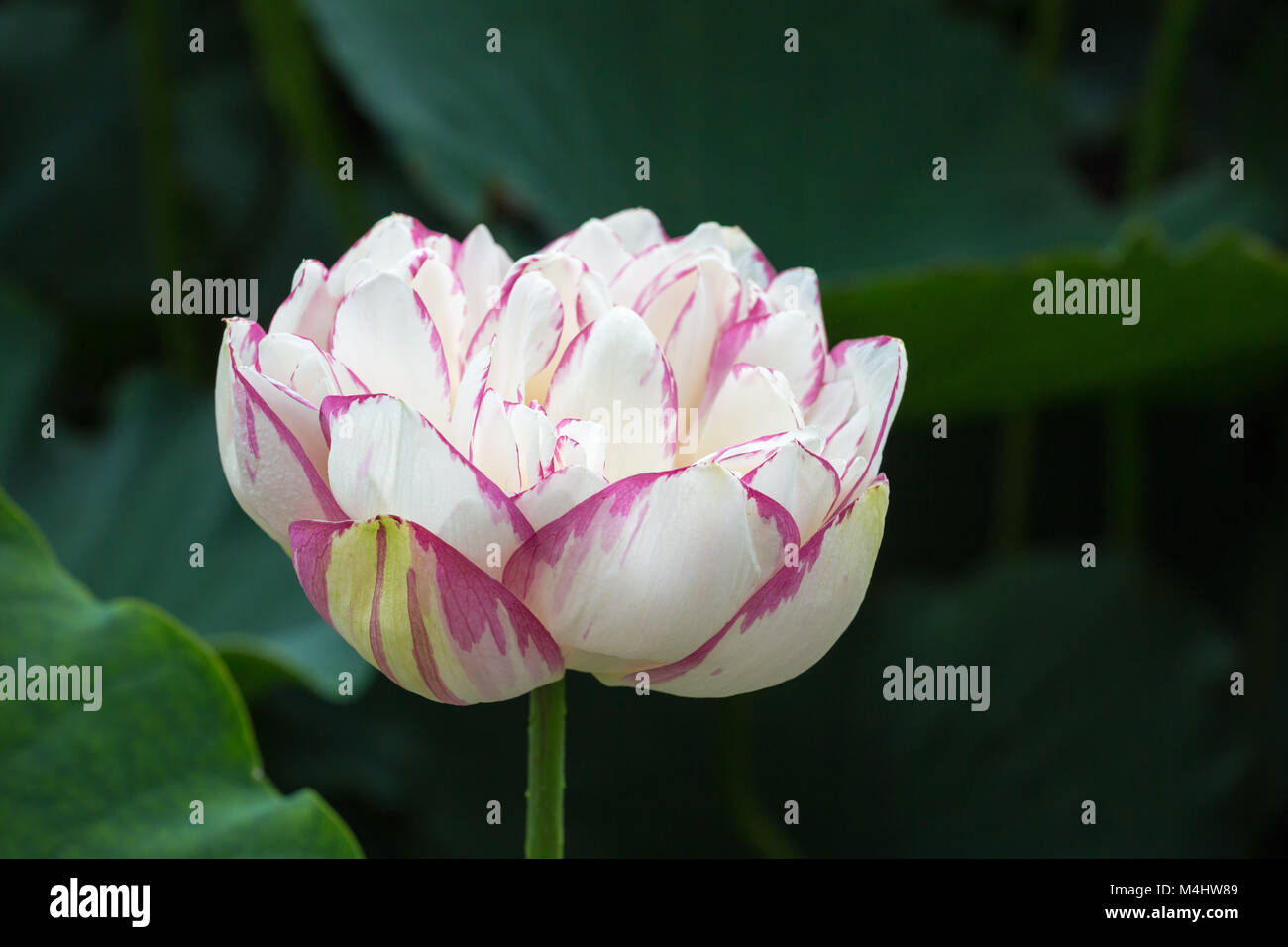 Il buddha lotus closeup Foto Stock