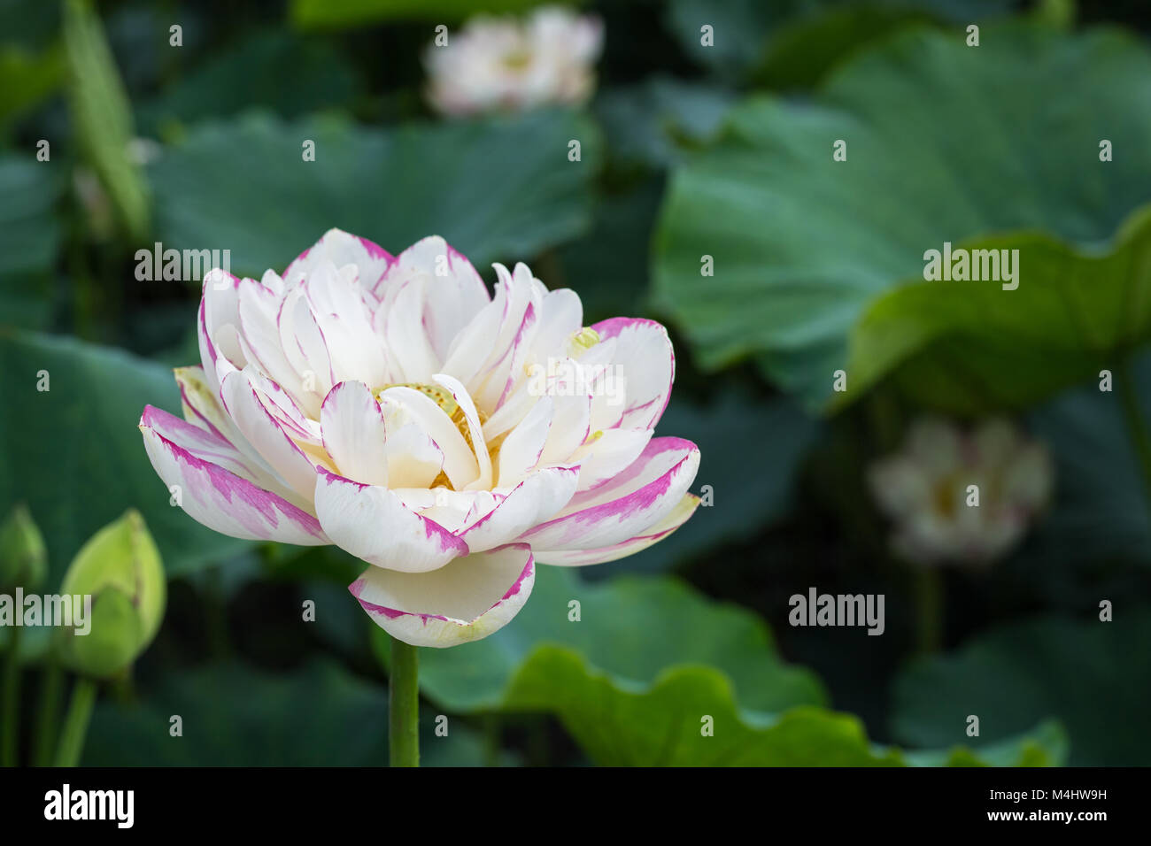 Buddha bellissimo fiore di loto closeup Foto Stock