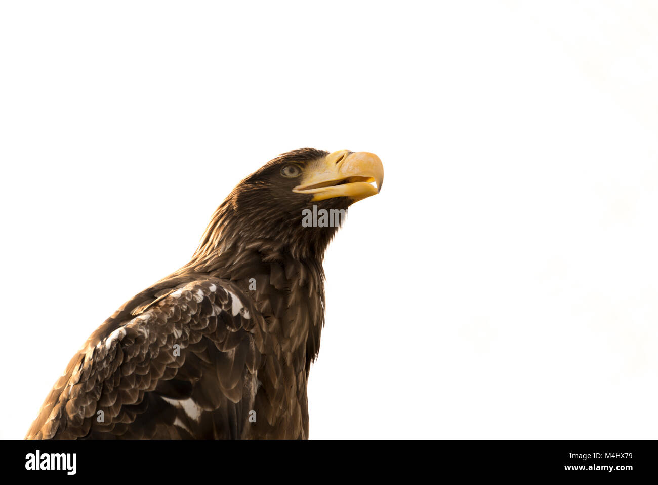 Steller's sea eagle (Haliaeetus pelagicus) guardando in alto Foto Stock