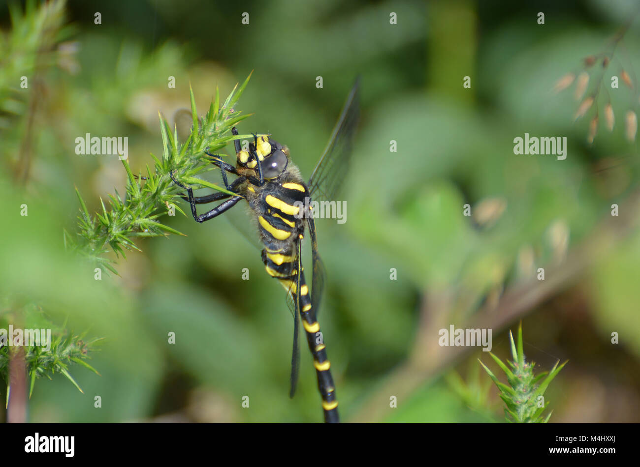 Golden-inanellati Dragonfly, REGNO UNITO Foto Stock