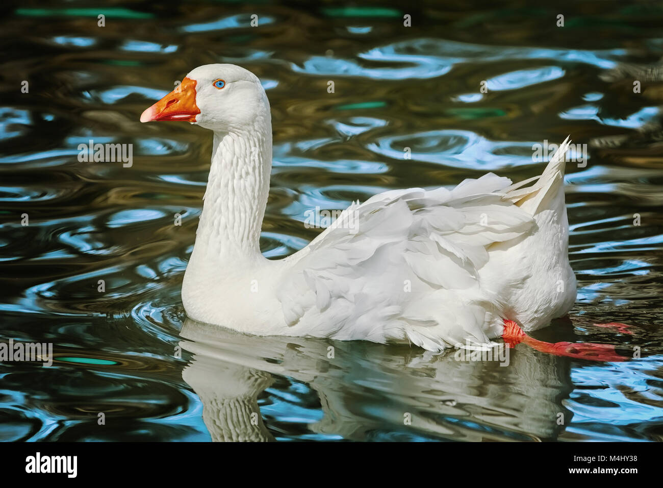 Oca Bianca sul lago Foto Stock