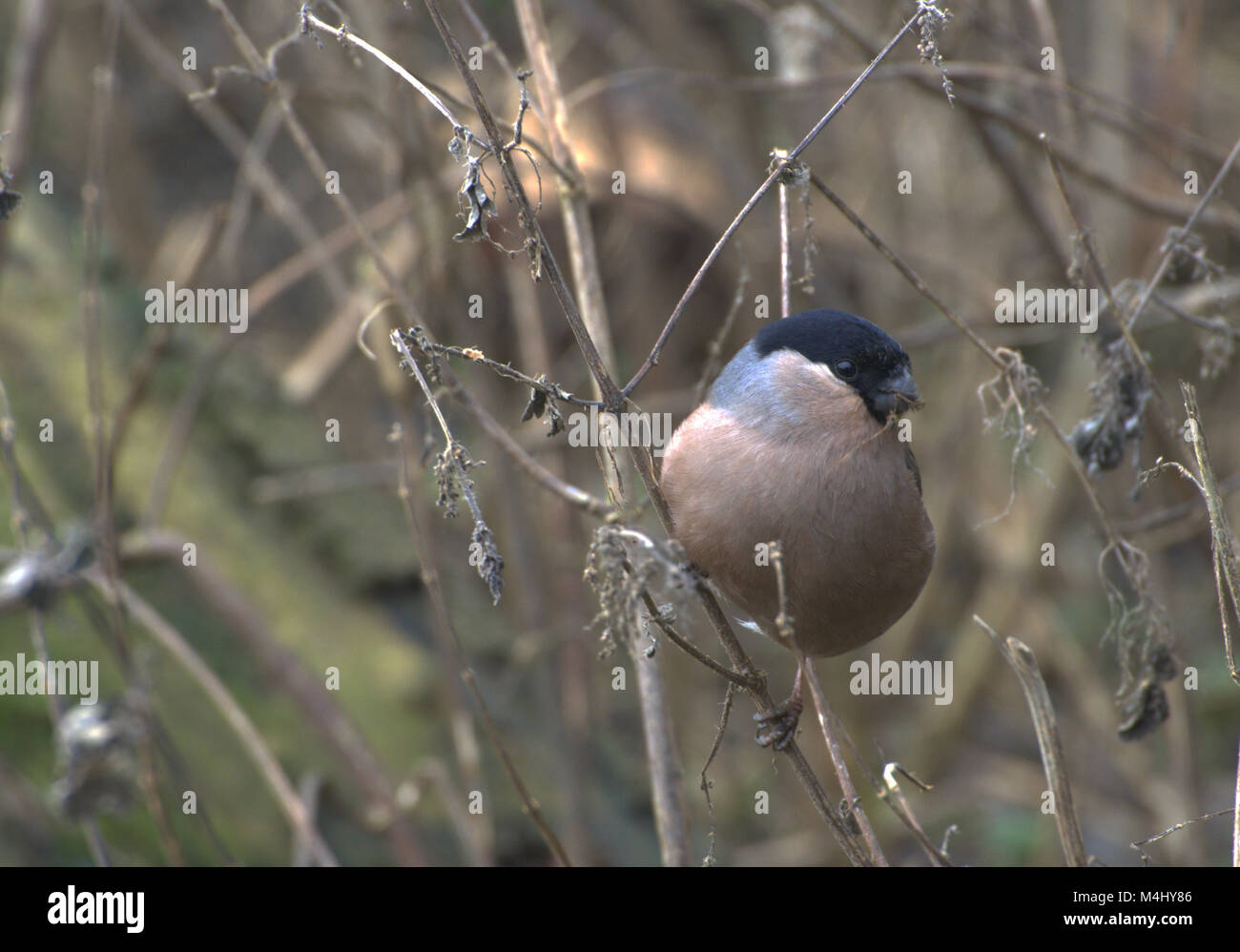 Femmina su bullfinch inverno ramoscelli, Regno Unito Foto Stock