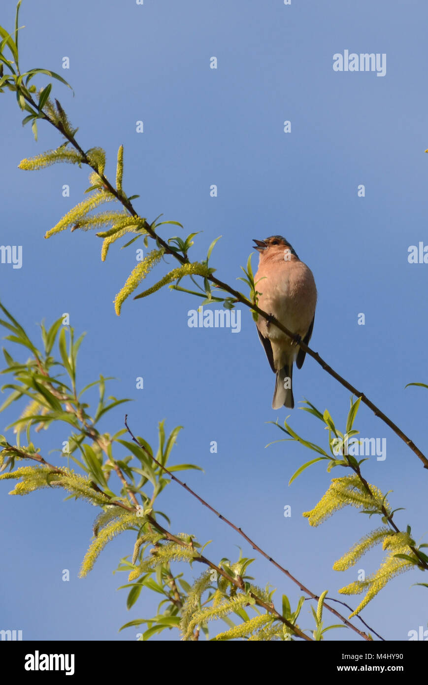 Fringuello appollaiato su un ramo di albero in una giornata di sole, REGNO UNITO Foto Stock