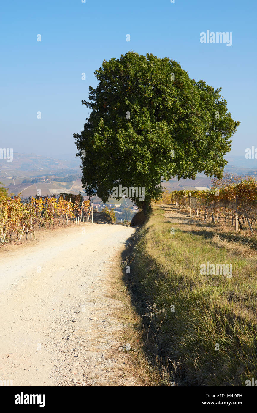Percorso e il grande albero di quercia in campagna in autunno, cielo blu in Italia Foto Stock