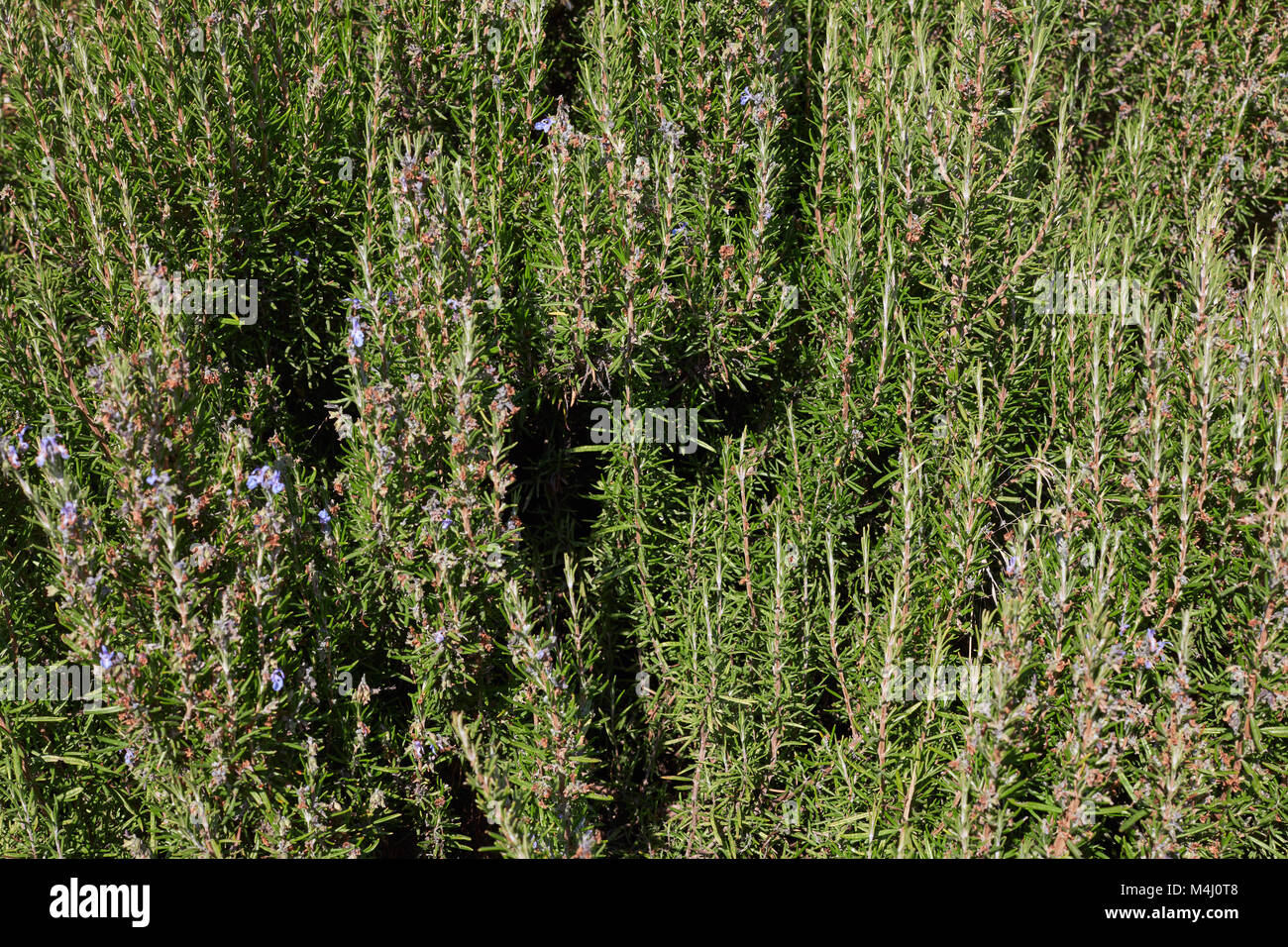 Il rosmarino, pianta verde sullo sfondo di texture in una giornata di sole Foto Stock