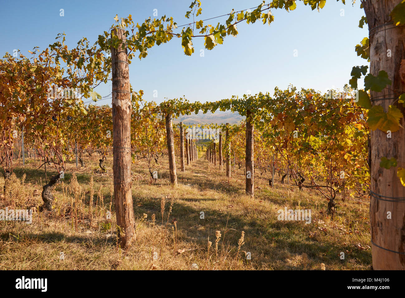 Vigneto, un ampio angolo di visione in autunno con foglie di giallo in una giornata di sole, punto di fuga Foto Stock