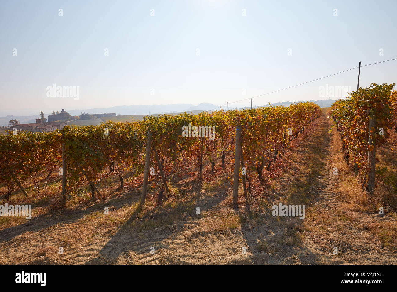Vigneto in autunno con foglie di colore marrone, controluce in una giornata di sole Foto Stock