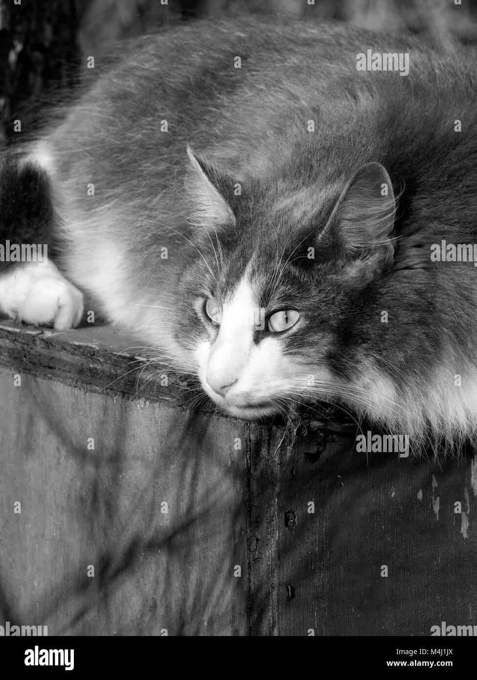 Gatto sulla scatola. Foto Stock