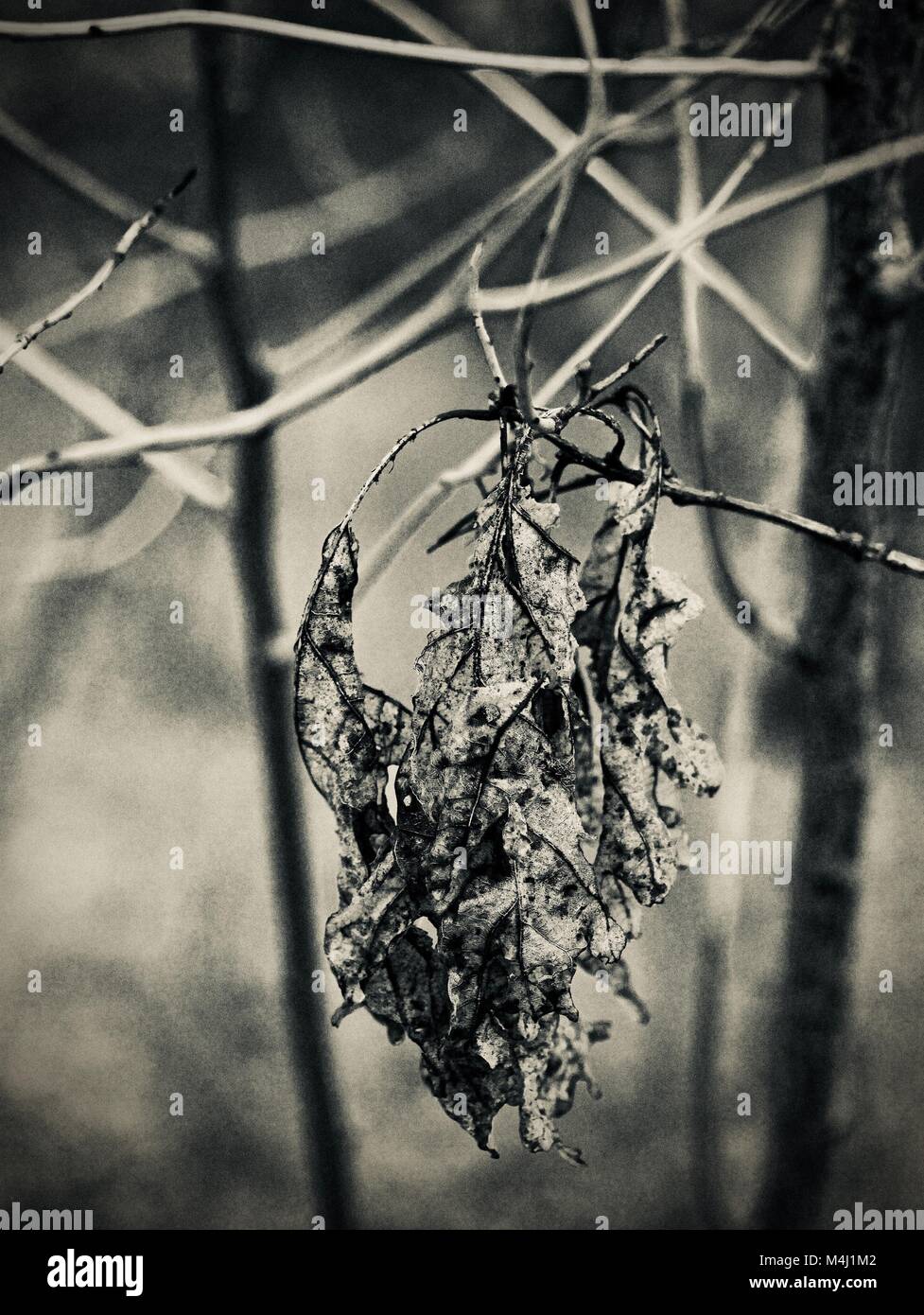 Il fogliame di inverno Foto Stock