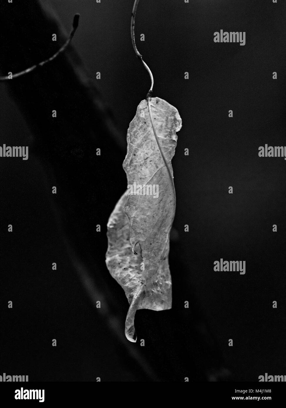 Il fogliame di inverno Foto Stock