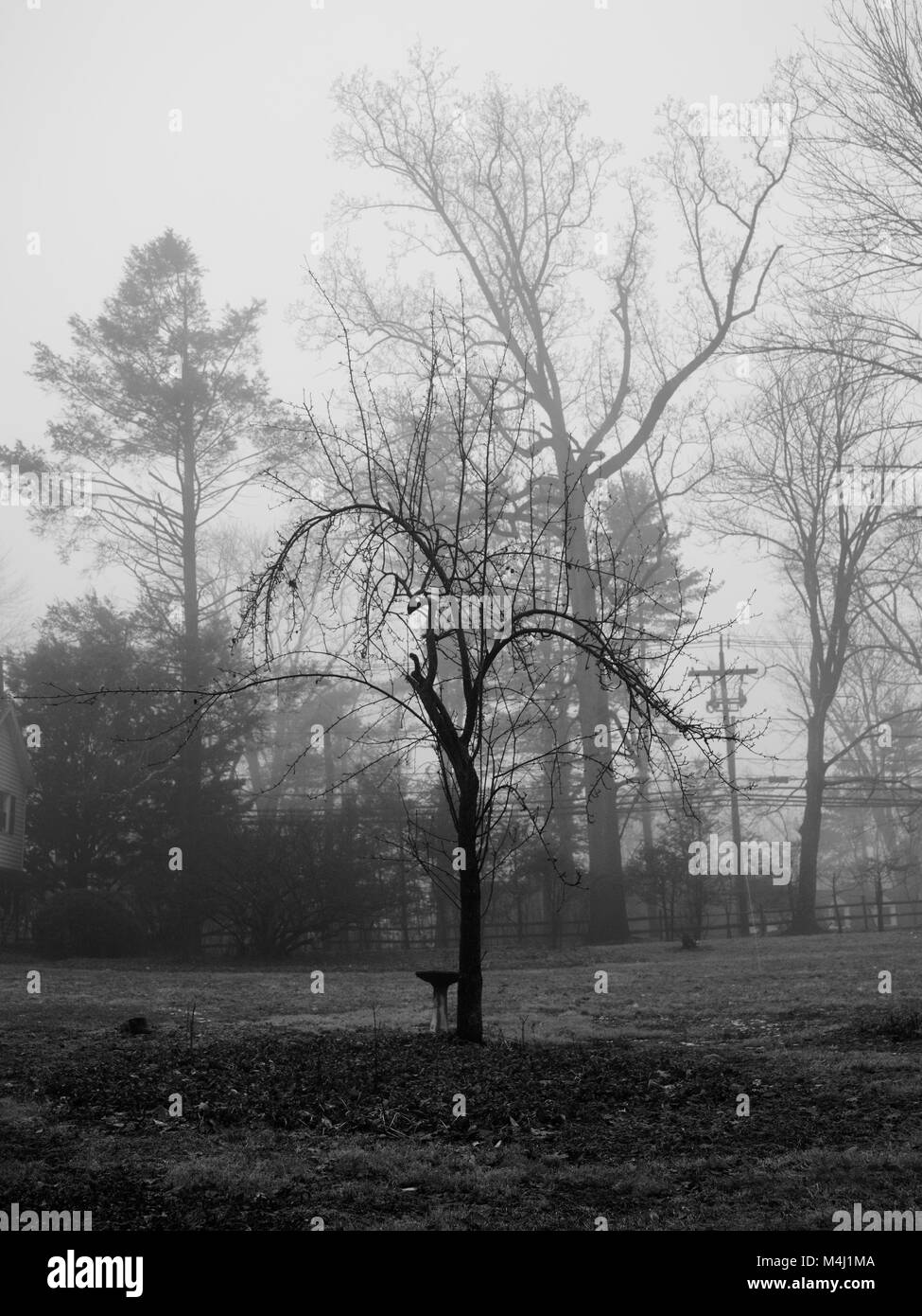Il fogliame di inverno Foto Stock