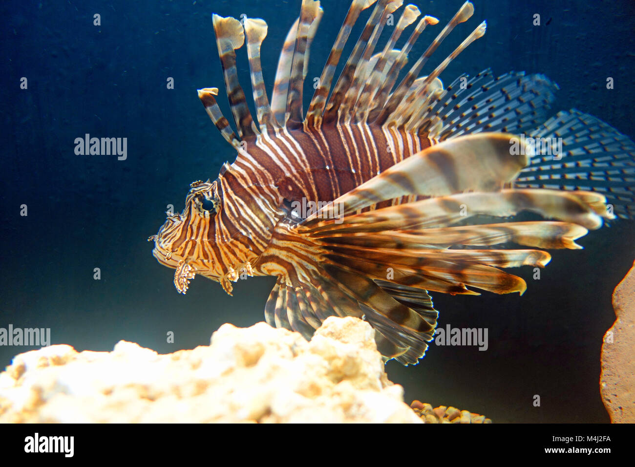 Un leone marino velenosi specie di pesce Foto Stock