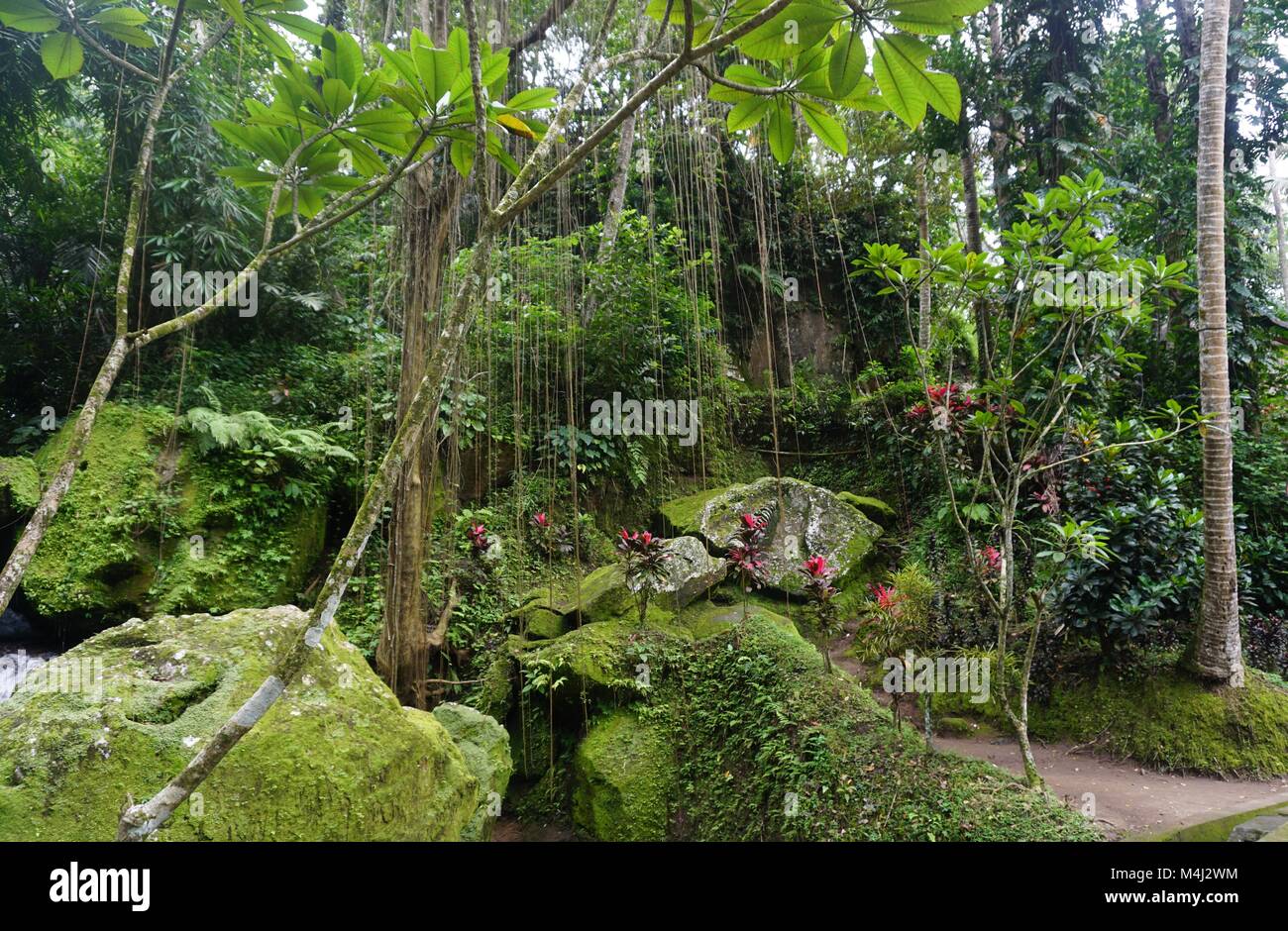 Jungle molto verde con molte piante in Bali Indonesia Foto Stock