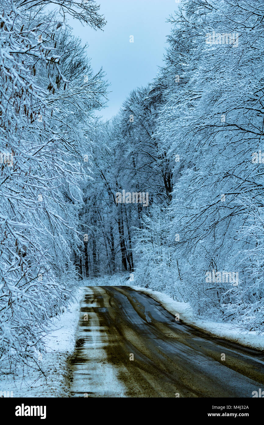 In inverno la strada forestale Foto Stock