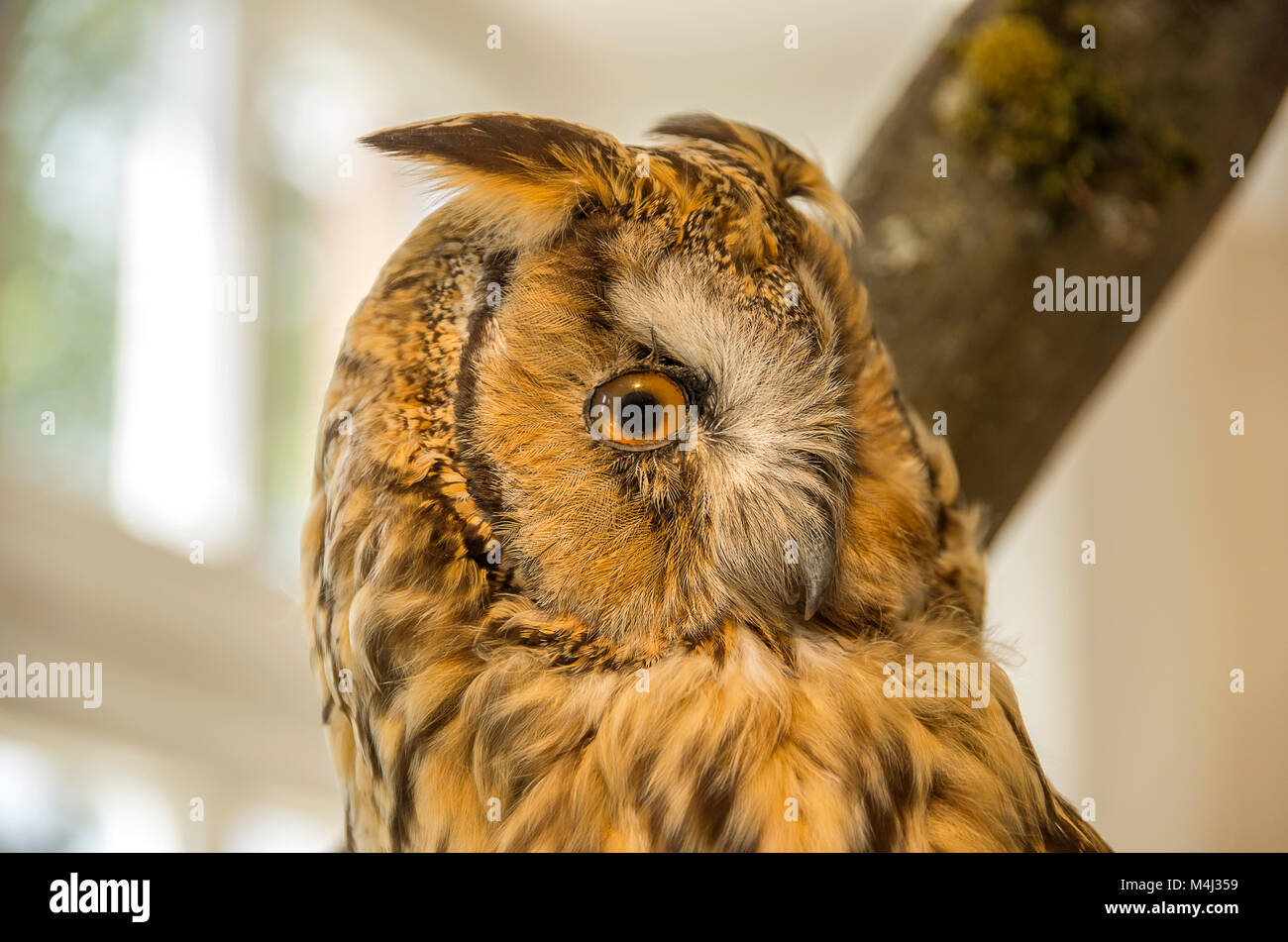 Gufo comune nel Museo del Bosco (Waldmuseum) di Zwiesel, Foresta Bavarese, Baviera, Germania. Foto Stock