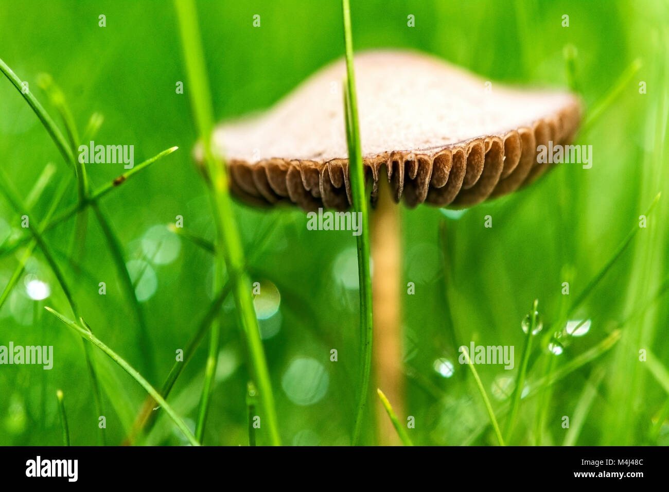 Fungo solitario sul prato, perle di rugiada su fili di erba Foto Stock