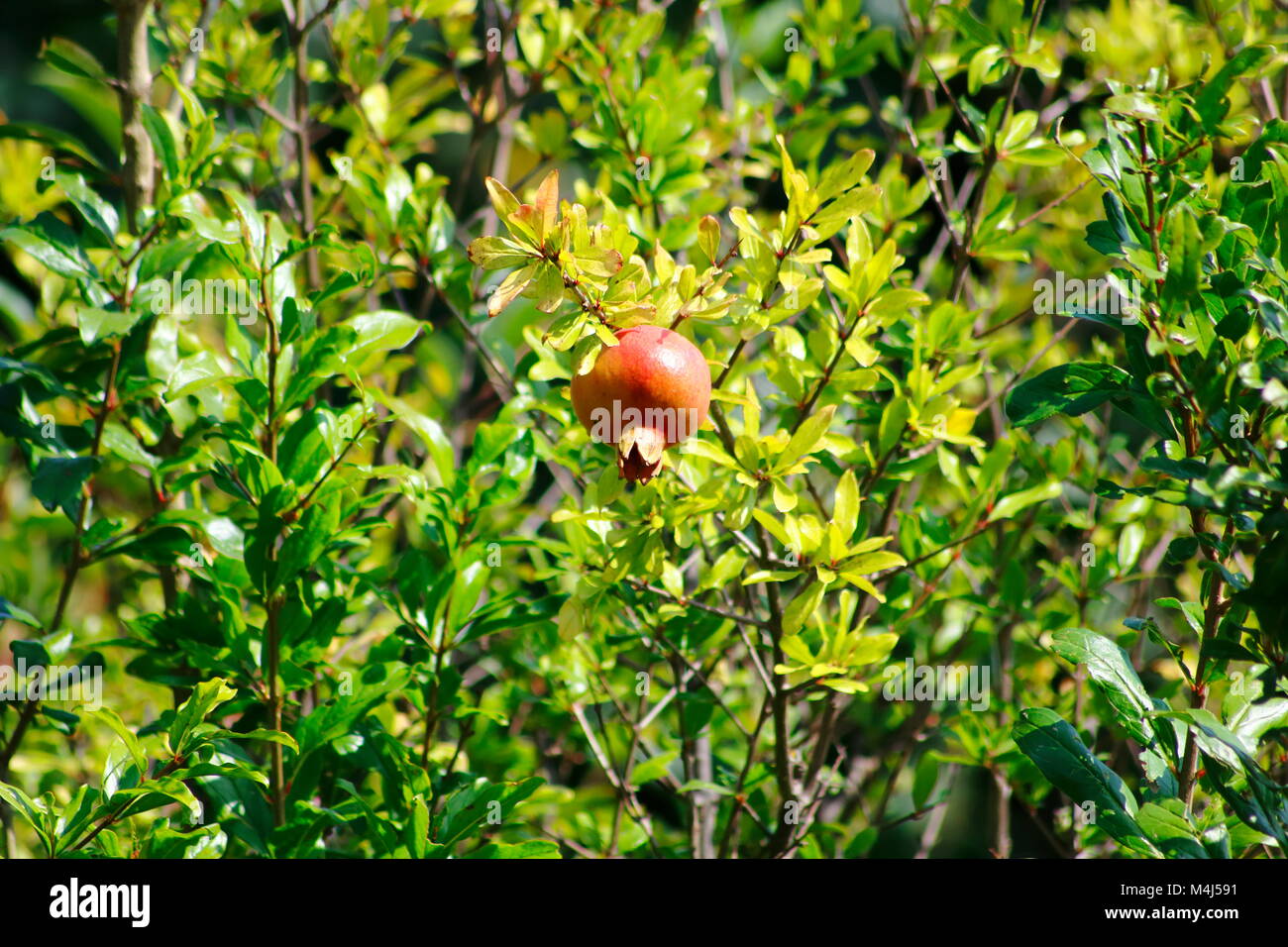 Rote Granatapfel Frucht hängt am Baum, Granatapfelbaum Foto Stock