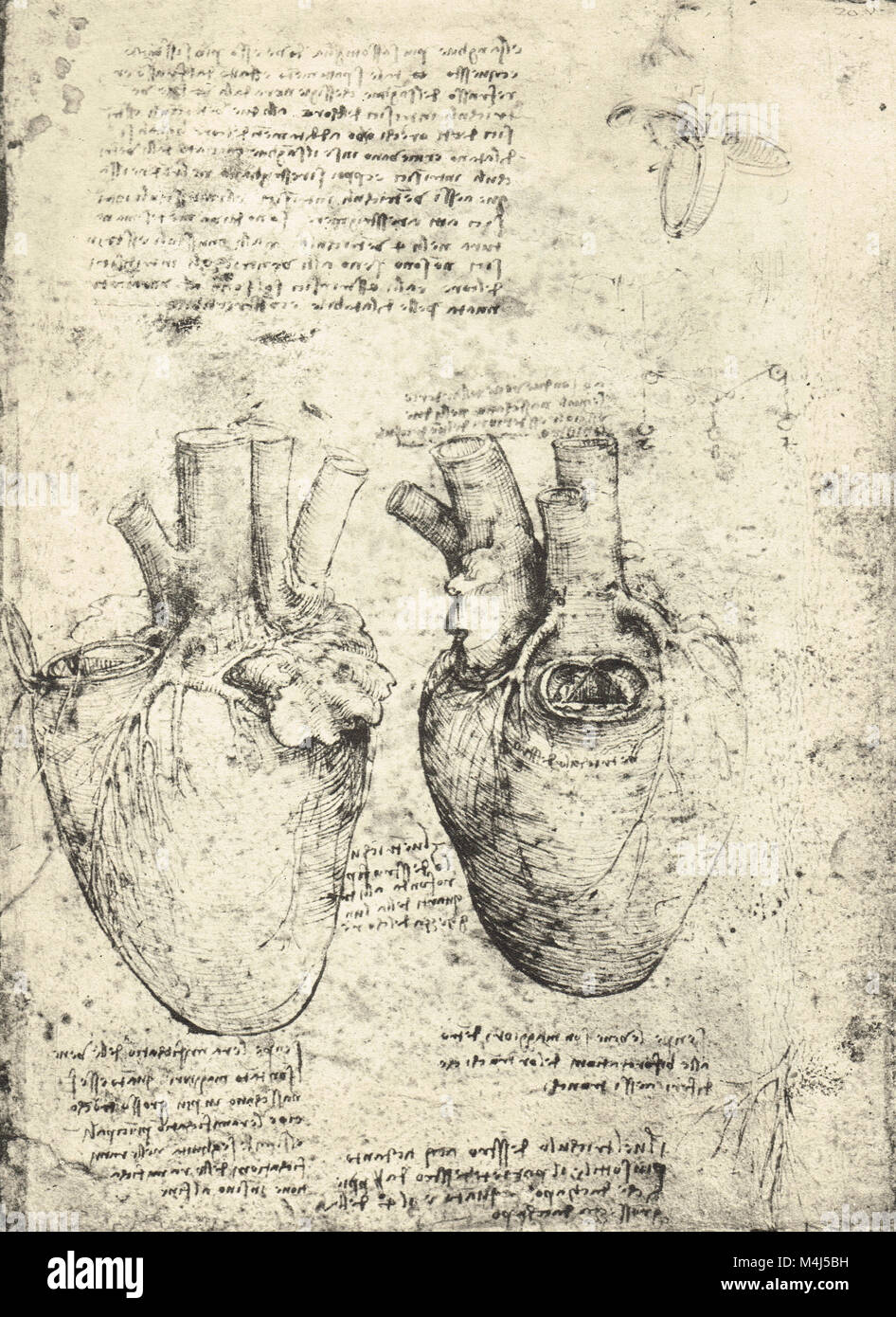 Due disegni del cuore, disegnata da Leonardo Da Vinci, circa 1513 Foto Stock