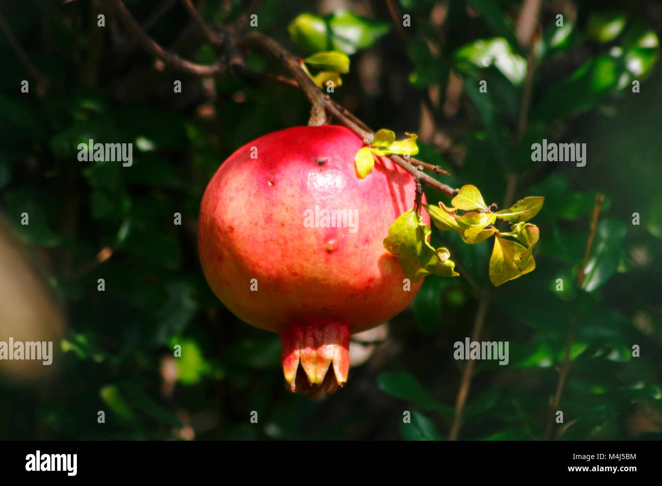 Rote Granatapfel Frucht hängt am Baum, Granatapfelbaum Foto Stock