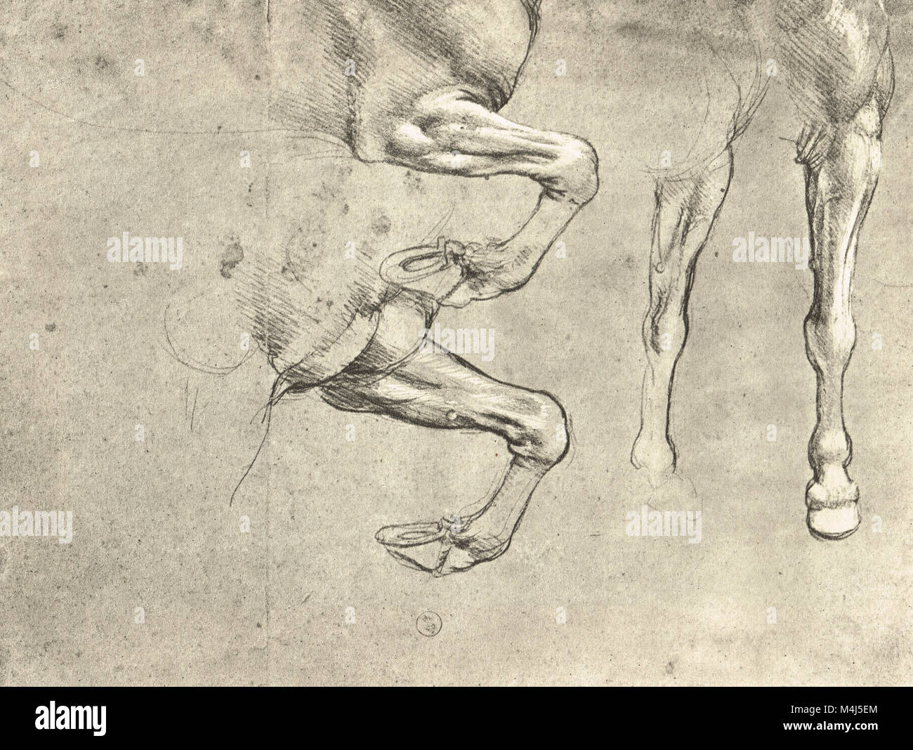 Quattro studi di cavalli gambe, equine di disegno anatomico, disegnata da Leonardo Da Vinci, 1452-1519 Foto Stock