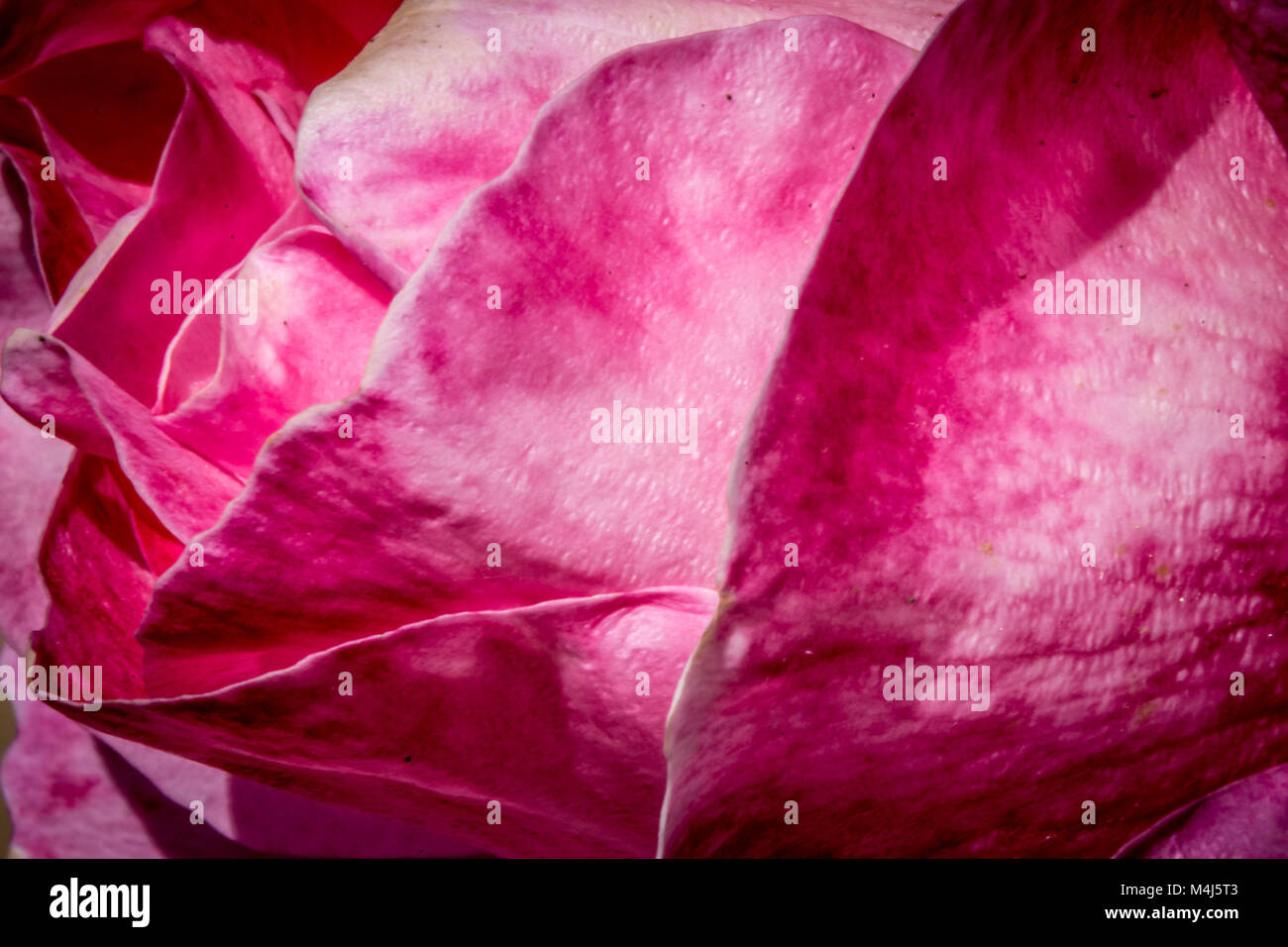 Texture e toni di colore rosa su petali di rosa all'alba Foto stock - Alamy