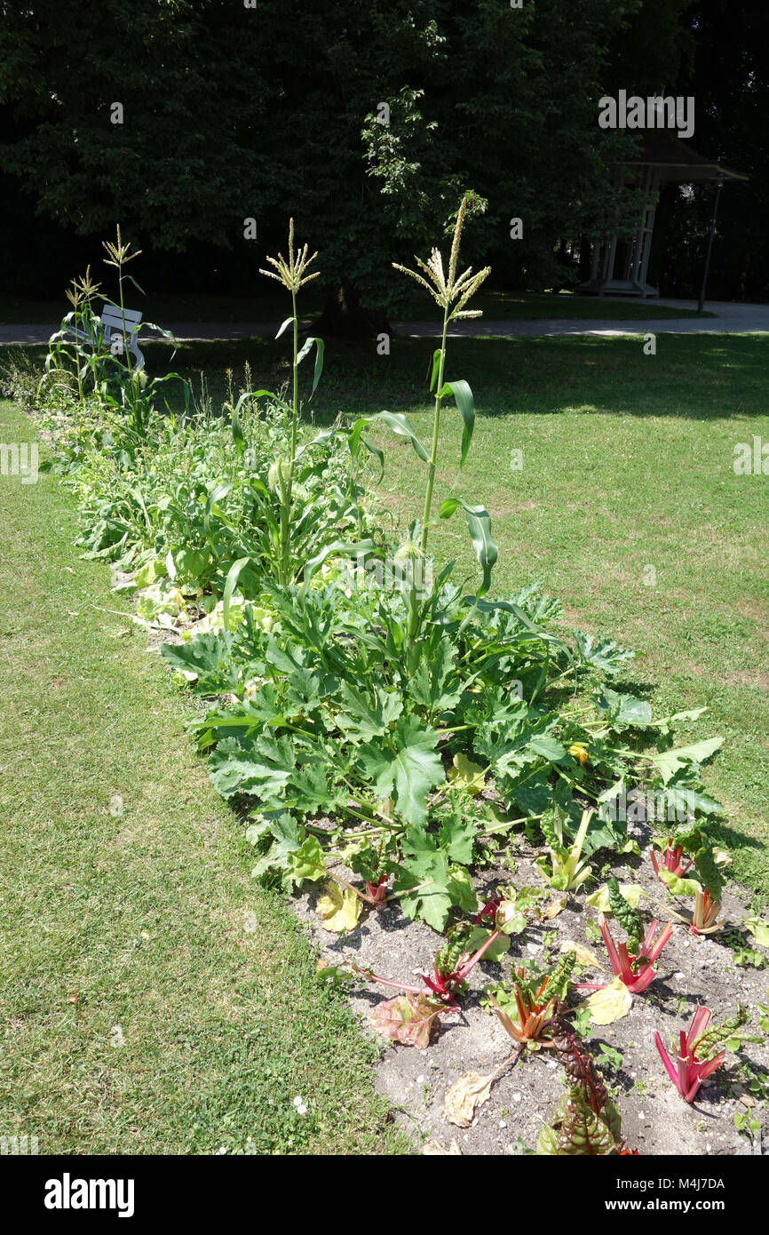 Vegetale nel giardino della comunità Foto Stock