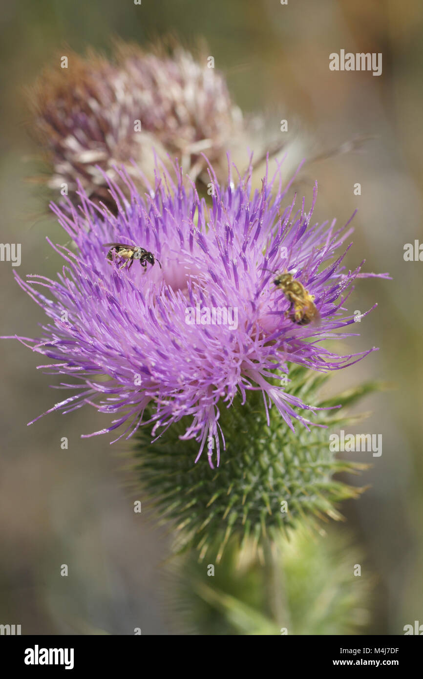 Cirsium vulgare, comune thistle, con wild bee Foto Stock