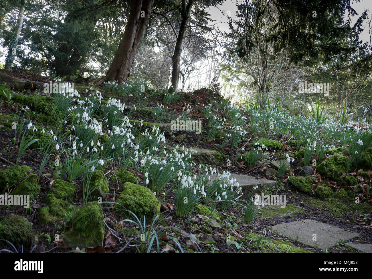 Snowdrops dalla scalinata che conduce al giardino sommerso nella motivazione di Chawton House , Hampshire Inghilterra Foto Stock