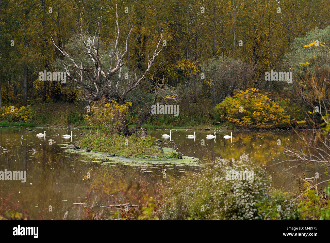 Sei cigni nuotano in un fiume con una foresta in background durante l'autunno Foto Stock