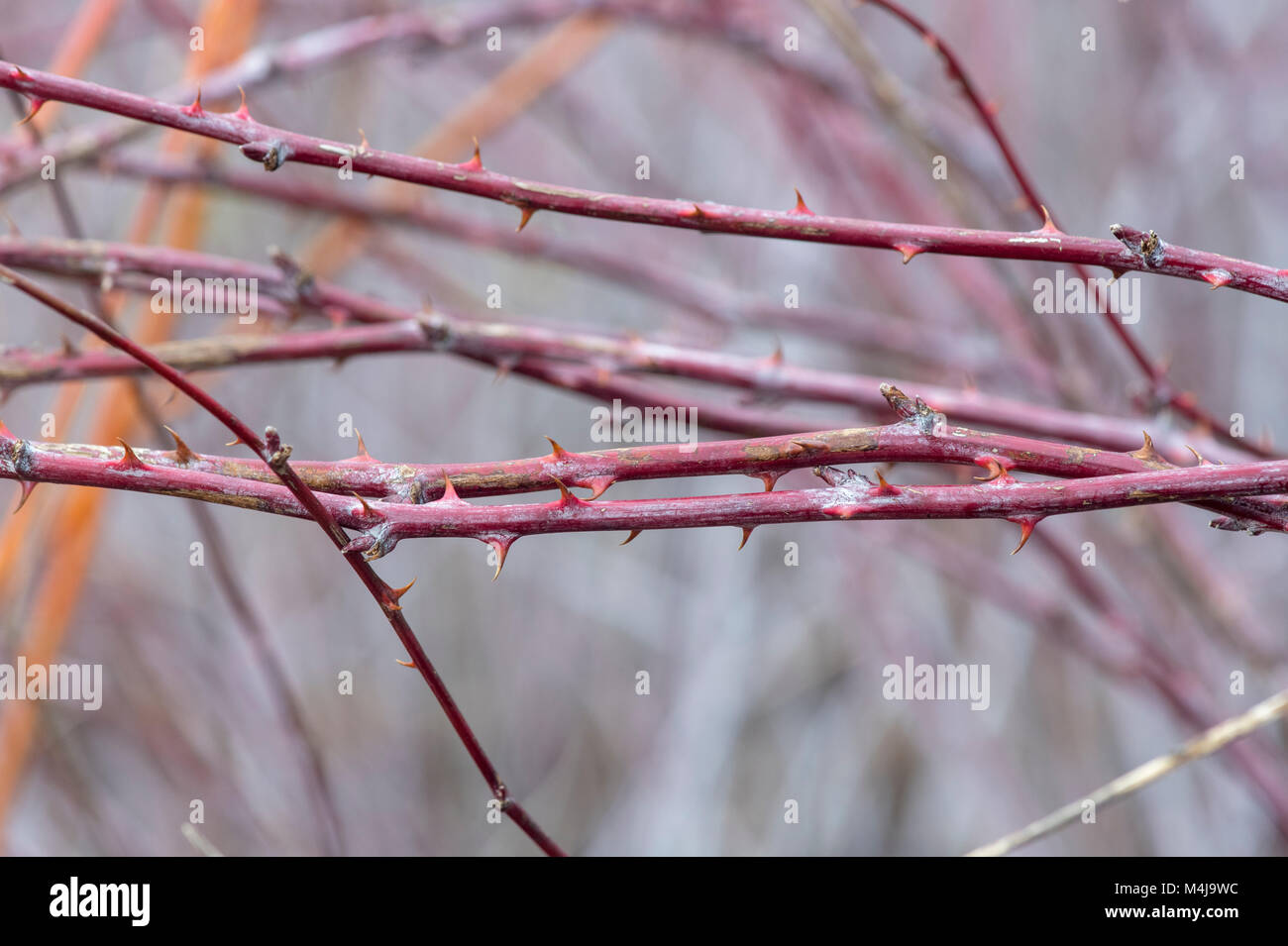 Rubus biflorus. Due fiorito steli di lamponi con spine in inverno Foto Stock