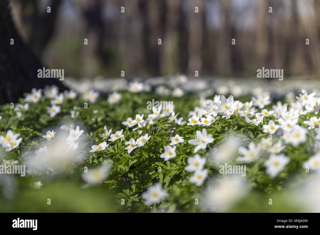 Windflower (Anemone nemorosa ,) Foto Stock